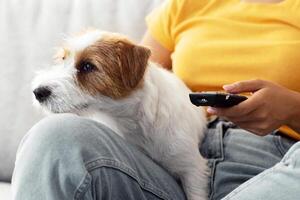 Sweet fluffy jack russel terrier dog watching TV with its female owner, unrecognizable woman chilling at home with her pet, sitting on couch, flipping through the channels, copy space photo