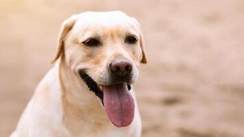 Animal Portrait. Close up of labrador retriever dog looking at camera, copy space, blurred background photo
