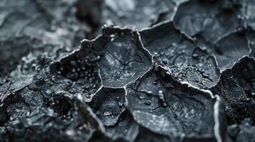 Close up view of textured organic material showcasing dark tones and complex patterns, enhancing natural beauty and intriguing details found in nature's design. photo