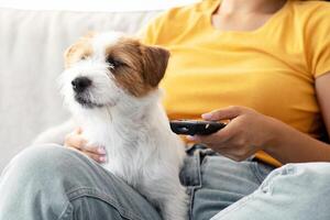 Closeup portrait of happy fluffy jack russel terrier puppy in unrecognizable woman owner hands, loyal dog enjoying time with human, watching TV together at home, copy space. People and dogs concept photo