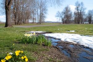 A spring scene with blooming flowers and melting snow in a park. photo