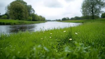 A serene riverside scene with grass and flowers under a cloudy sky. photo