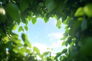 A view through lush green leaves framing a bright blue sky. photo