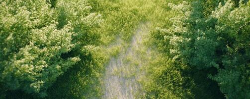 A serene pathway through lush green grass and trees. photo