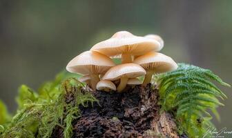 A cluster of mushrooms growing on a mossy log in a forest. photo