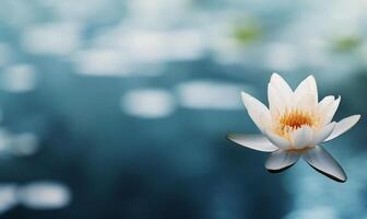 A serene water lily blooms on a tranquil blue background. photo