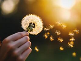 Close-Up of Hand Holding Dandelion with Seeds Blowing in the Wind at Sunset photo
