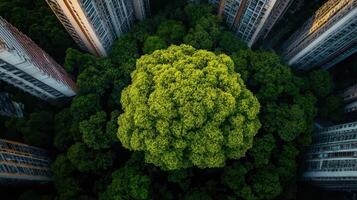 Aerial View of Lush Green Tree Surrounded by Tall Urban Buildings in a Modern Cityscape photo