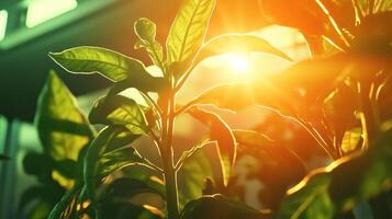 Sunlight filters through lush green leaves, creating a warm and vibrant atmosphere in a verdant setting. photo