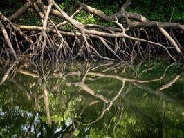 Mangrove roots reflected in calm water, showcasing intricate patterns and lush greenery in a serene natural setting. photo