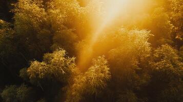 Golden sunlight filters through lush foliage, creating a serene and tranquil atmosphere in a dense forest. photo
