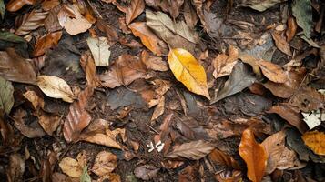 Dried leaves in various shades of brown and yellow scattered on the ground, creating a natural, earthy aesthetic. photo