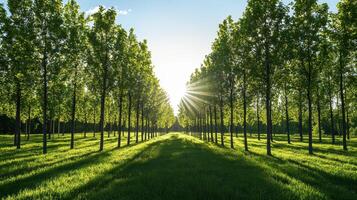 Lush green trees lined up under a bright sky, creating a serene and picturesque pathway illuminated by sunlight. photo
