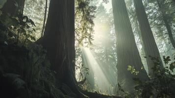 Sunlight filters through tall trees in a misty forest, creating a serene and mystical atmosphere. photo