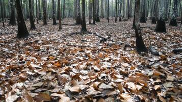 A tranquil forest scene with a carpet of brown leaves covering the ground beneath tall trees. photo