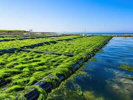Lush green seaweed farming on calm waters under a clear blue sky, showcasing sustainable aquaculture practices. photo