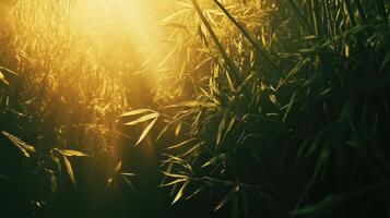 Sunlight filters through dense bamboo foliage, creating a serene and tranquil atmosphere in a lush green environment. photo