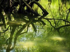 Lush green reflections and twisted tree roots create a serene ambiance on the water's surface in a tranquil natural setting. photo