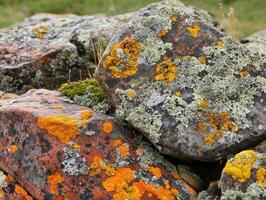 Colorful lichen and moss cover rugged stones, creating a vibrant natural texture in a serene outdoor setting. photo