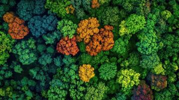 A vibrant aerial view of a diverse forest showcasing a mix of green and autumn-colored trees. photo