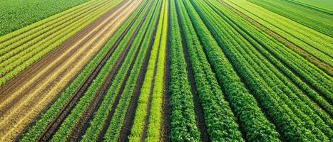 Lush green agricultural fields with neatly organized rows of crops, showcasing vibrant colors and varied growth patterns. photo