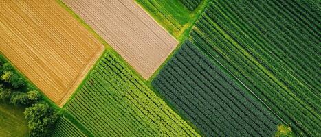 Aerial view of vibrant agricultural fields showcasing various crop patterns and colors. photo