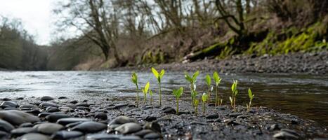 Lush green plants emerge from a rocky riverbank, with calm water flowing gently and trees in the background under soft natural light. photo