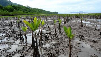 Young mangrove plants emerging from muddy soil in a coastal area surrounded by lush greenery and water in the background. photo