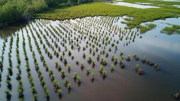 Aerial view of lush green rice paddies with water reflecting the sky, showcasing agricultural patterns in a vibrant landscape. photo