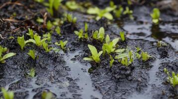 Fresh green sprouts emerging from dark, wet soil, showcasing growth and vitality in a natural environment. photo
