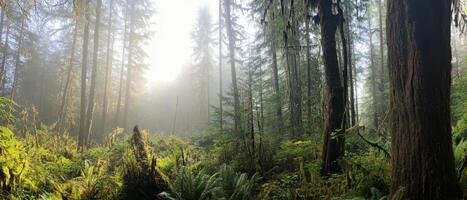 A serene forest scene with tall trees, lush greenery, and soft sunlight filtering through the mist, creating a tranquil and mystical atmosphere. photo