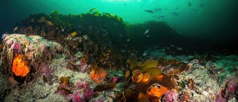 A vibrant underwater scene showcasing colorful marine life and rich seaweed, illuminated by diffused light filtering through the water. photo