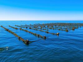 A serene view of a kelp farming site in calm waters under a clear blue sky, showcasing a sustainable aquaculture method. photo