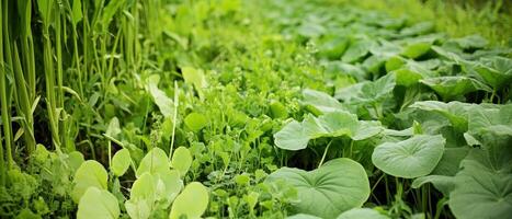 Lush green vegetation featuring various plants and leaves, creating a vibrant and healthy landscape. photo