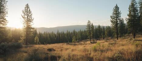 A serene landscape featuring tall trees and golden grass under a clear sky, illuminated by the warm glow of the rising sun. photo