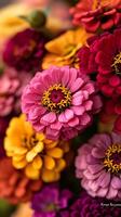 Colorful Zinnia elegans flowers creating a vibrant and cheerful bouquet photo