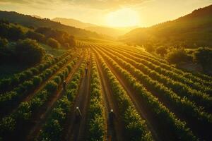Farmers working in hazelnut plantation at sunset, aerial view of agricultural landscape photo