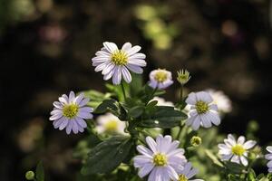 Beautiful group of white daisies on dark background in nature.... photo