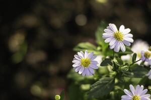 Beautiful group of white daisies on dark background in nature... photo