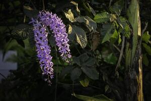 Large bunches of purple flowers with floral patterns photo