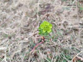 Close Up of Euphorbia Helioscopia Sun Spurge Plant Captivating Green and Yellow Flowers Detailed Botanical Photography Showcasing Natural Plant Structure photo