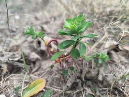 Detailed Photography of Sun Spurge Euphorbia Helioscopia Capturing Green Leaves and Yellow Flowers Botanical Study of Natural Beauty and Plant Structure photo