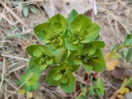 Detailed View of Euphorbia Helioscopia Sun Spurge Capturing Green and Yellow Blooms Botanical Photography Highlighting Natural Beauty and Intricate Plant Structure photo