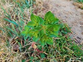 Sun Spurge Euphorbia Helioscopia in Natural Habitat Detailed Close Up of Green and Yellow Blooms Capturing Botanical Beauty and Plant Structure photo