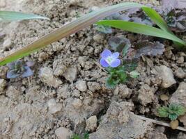 Veronica Polita Persian Speedwell Showcasing Blue Blooms Detailed View of Grey Field Speedwell Botanical Photography Capturing Intricate Floral Patterns photo