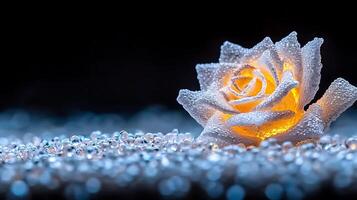 A luminous frosted rose surrounded by sparkling droplets on a dark background, evoking elegance photo