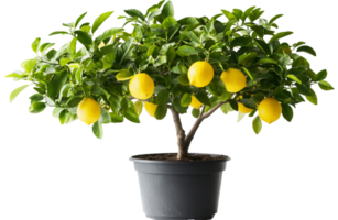 A lemon tree in a pot with fruit on it png