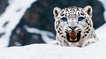 A striking snow leopard with bright blue eyes emerging from a snowy landscape, showcasing its natural beauty photo