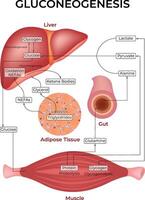 Gluconeogenesis Pathway Design Illustration vector