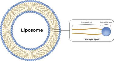 Liposome Structure Design Illustration vector
